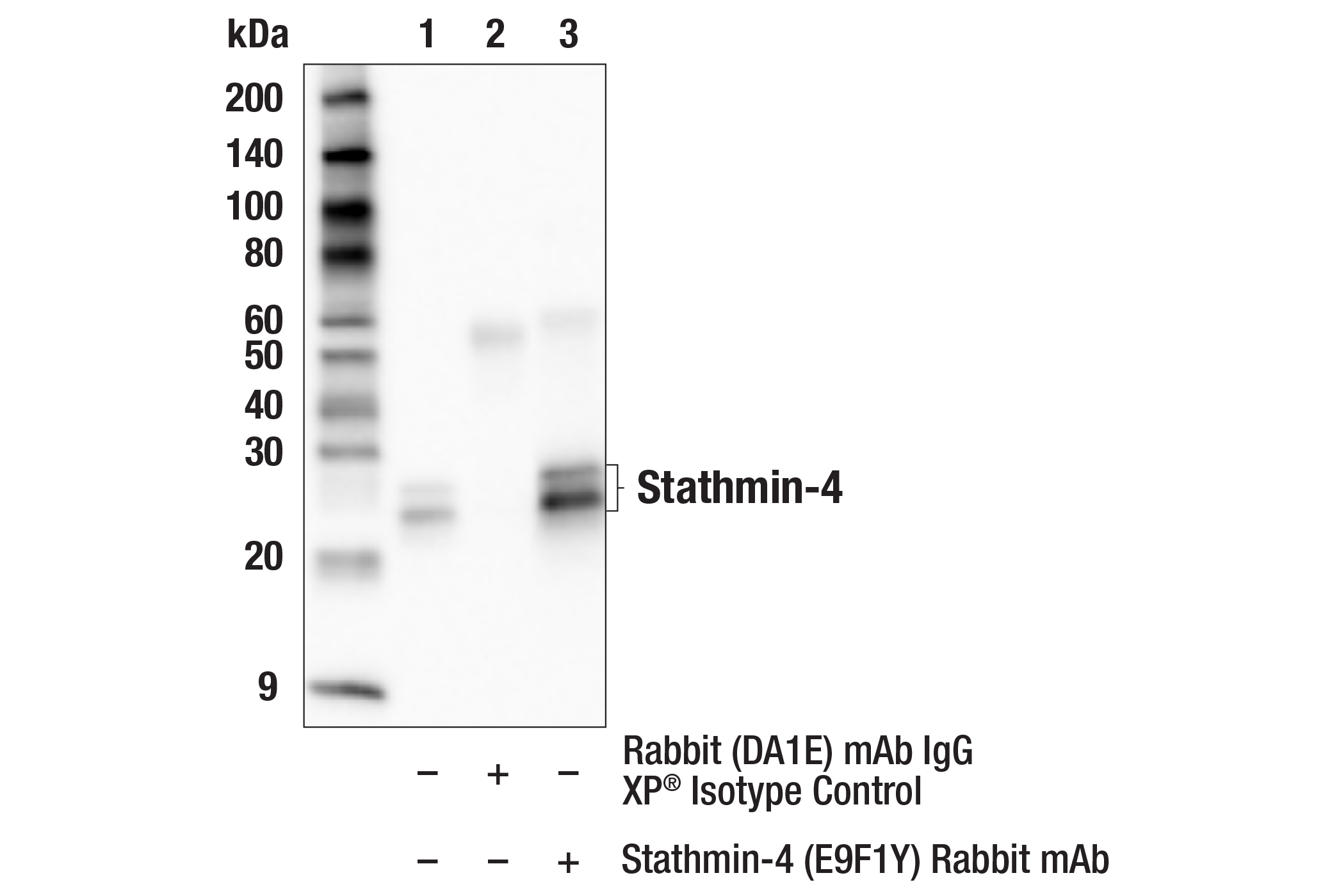 Immunoprecipitation Image 1: Stathmin-4 (E9F1Y) Rabbit mAb