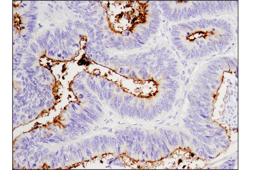 Immunohistochemistry Image 3: CD133 (D2V8Q) XP® Rabbit mAb