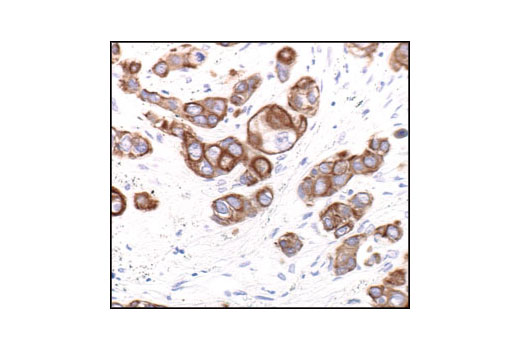 Immunohistochemistry Image 1: Keratin 18 (DC10) Mouse mAb (BSA and Azide Free)