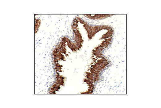 Immunohistochemistry Image 3: Keratin 18 (DC10) Mouse mAb (BSA and Azide Free)