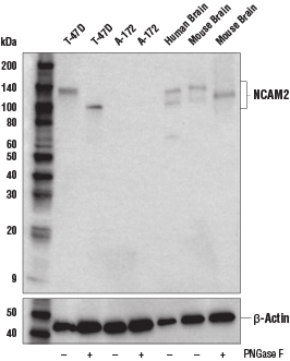 Western Blotting Image 1: NCAM2 Antibody