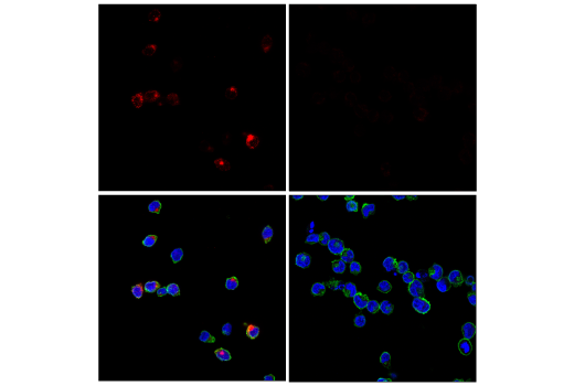 Immunofluorescence Image 1: GNLY (E2T3D) Rabbit mAb (Alexa Fluor® 647 Conjugate)