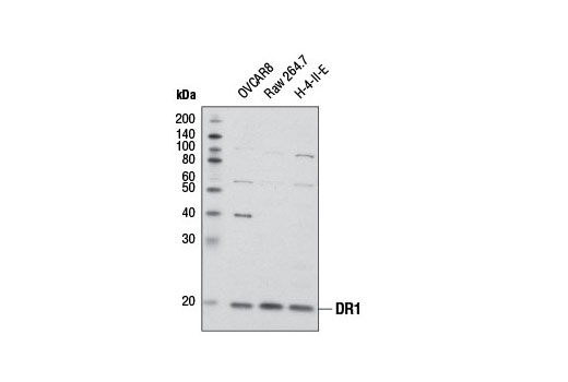 Western Blotting Image 1: DR1 Antibody