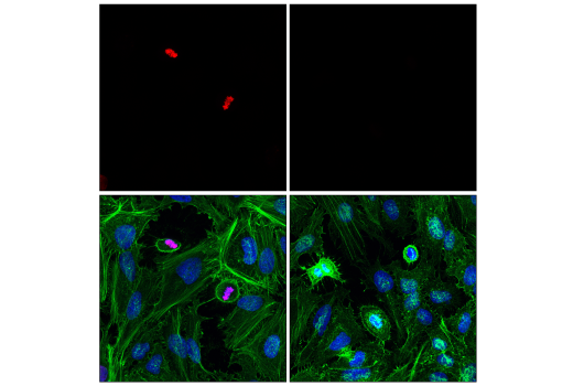 Immunofluorescence Image 1: Phospho-Histone H3 (Ser10) (D2C8) XP® Rabbit mAb (Alexa Fluor® 700 Conjugate)