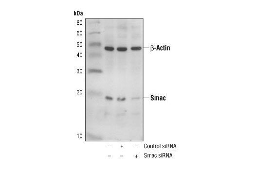  Image 2: SignalSilence® Smac siRNA (Human Specific)