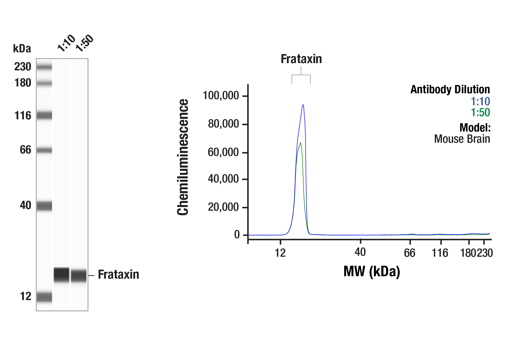 Western Blotting Image 4: Frataxin (F4V2S) Rabbit mAb
