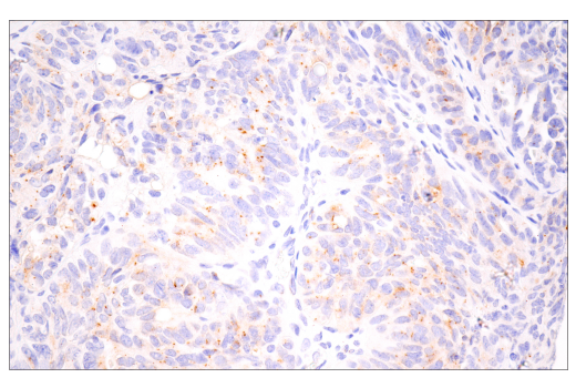 Immunohistochemistry Image 3: Furin (E2Y2F) Rabbit mAb