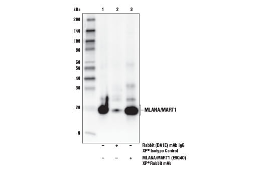 Immunoprecipitation Image 1: MLANA/MART-1 (E9Q4O) XP® Rabbit mAb