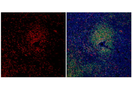 Immunofluorescence Image 1: CD8α (2.43) Rat mAb (APC Conjugate)