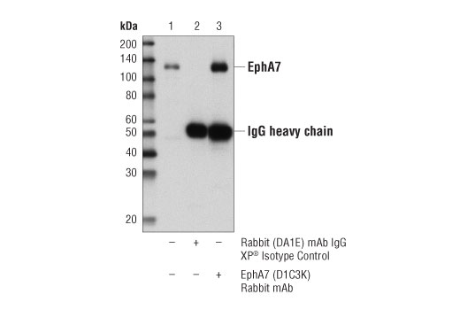 Immunoprecipitation Image 1: EphA7 (D1C3K) Rabbit mAb