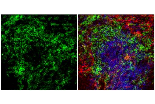 Immunofluorescence Image 2: CD11c (D1V9Y) Rabbit mAb (Alexa Fluor® 488 Conjugate)