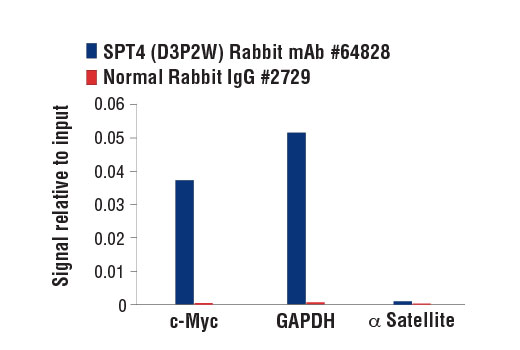 Chromatin Immunoprecipitation Image 1: SPT4 (D3P2W) Rabbit mAb