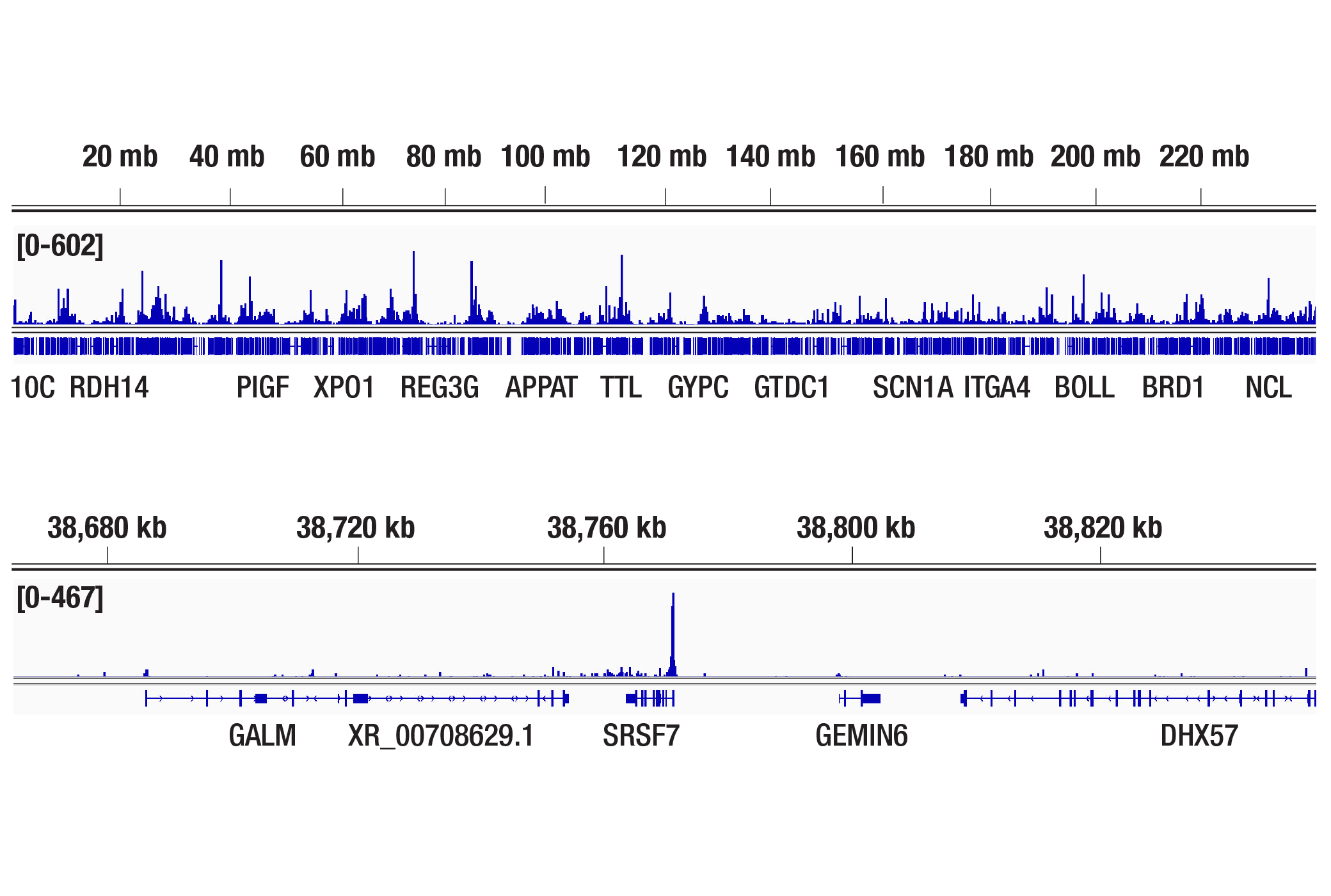 CUT and Tag Image 2: SPT4 (D3P2W) Rabbit mAb