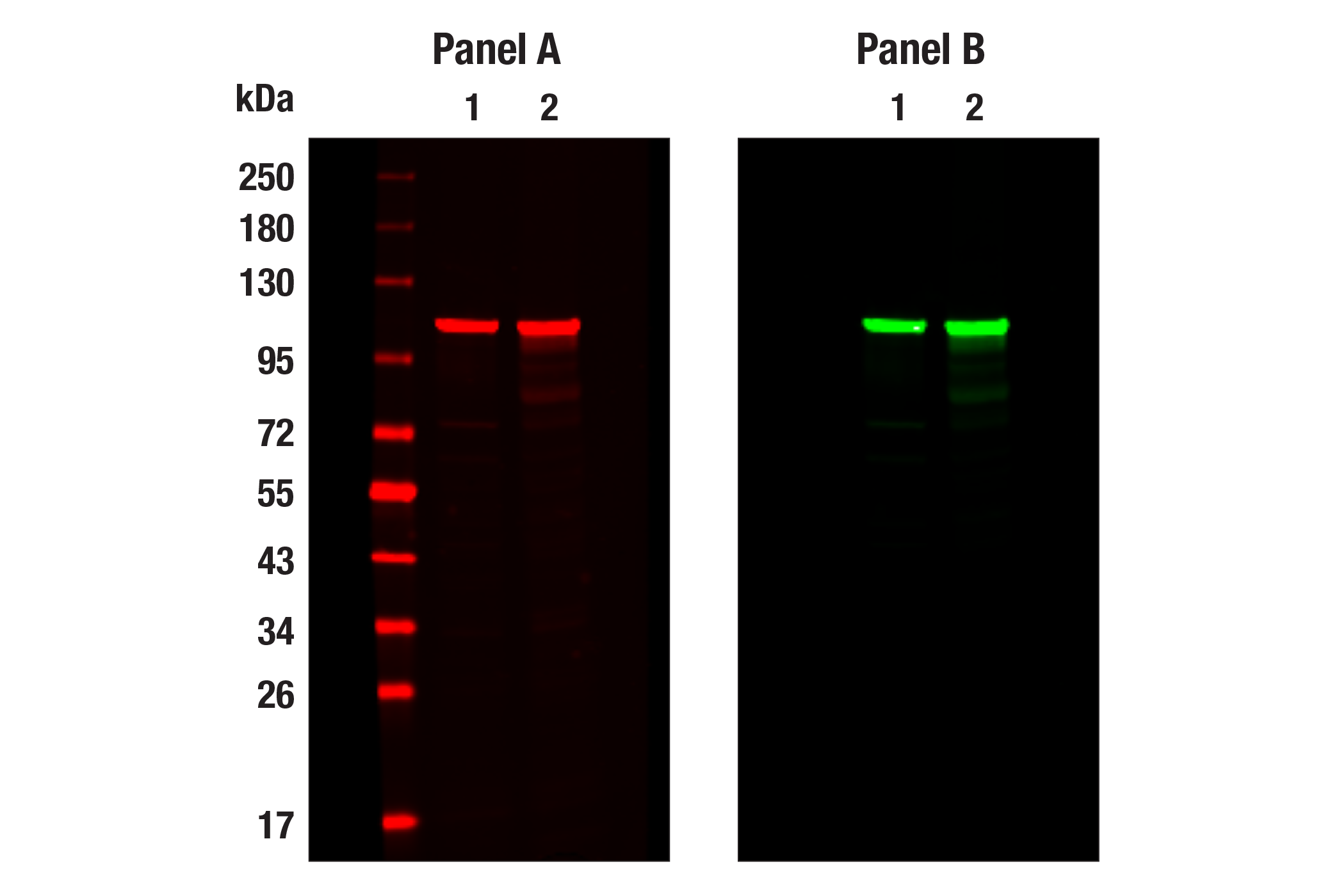 undefined Image 14: Focal Adhesion Protein Antibody Sampler Kit
