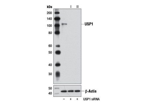  Image 1: SignalSilence® USP1 siRNA I