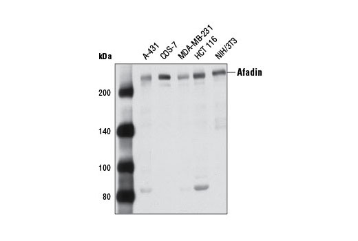 Western Blotting Image 1: Afadin Antibody