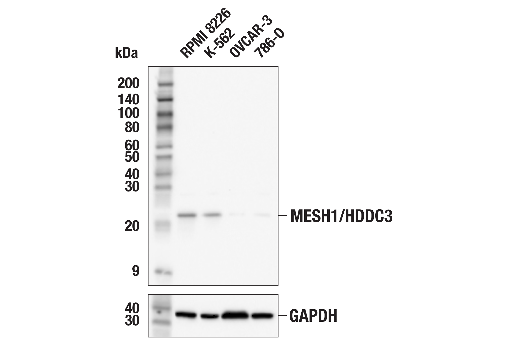 Western Blotting Image 1: MESH1/HDDC3 (E2U8P) Rabbit mAb