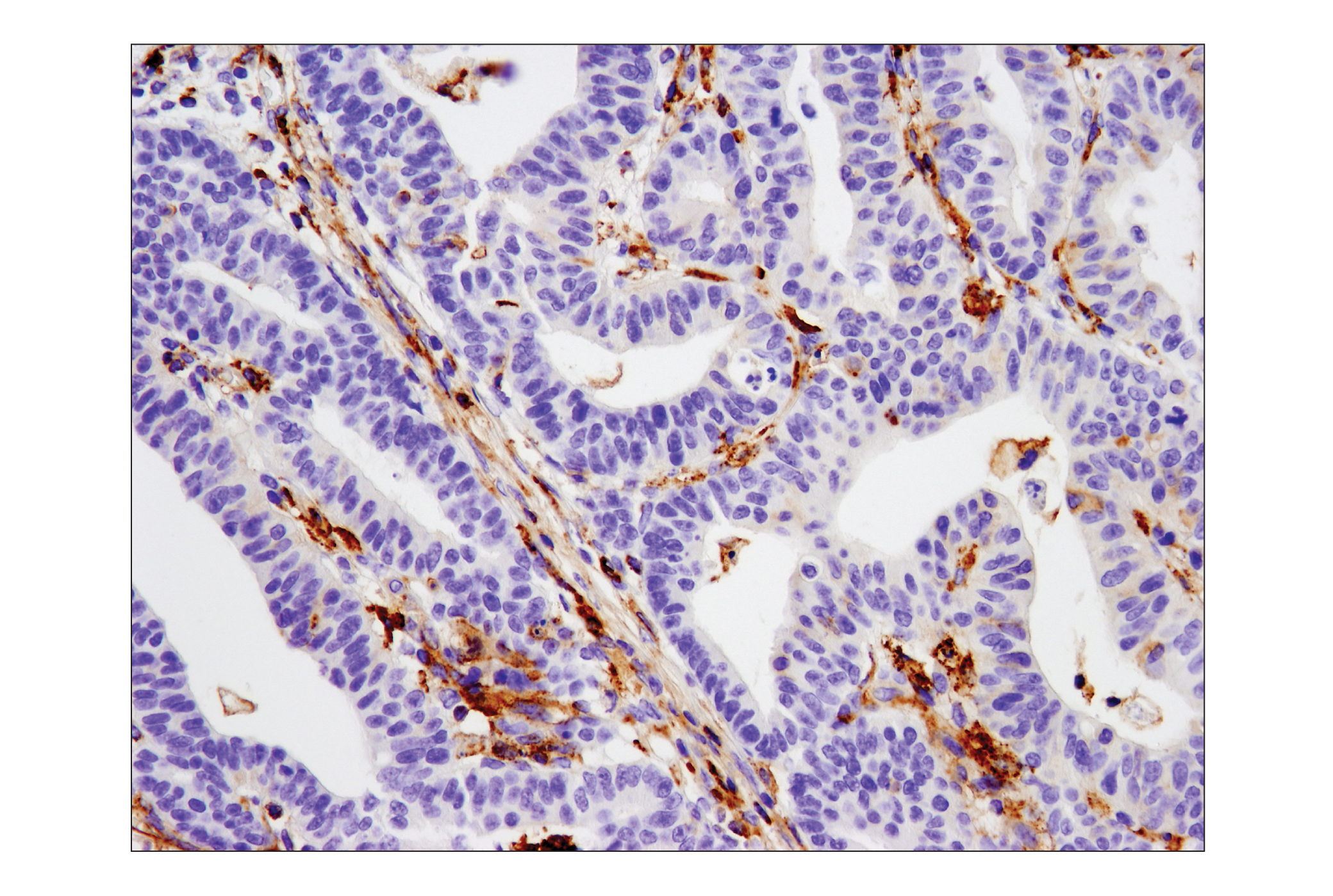  Image 19: Human T Cell Co-inhibitory and Co-stimulatory Receptor IHC Antibody Sampler Kit