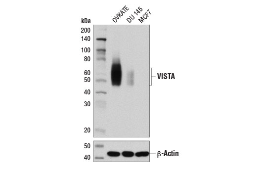 Western Blotting Image 1: VISTA (D1L2G™) XP® Rabbit mAb