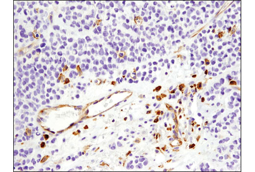  Image 43: Human T Cell Co-inhibitory and Co-stimulatory Receptor IHC Antibody Sampler Kit