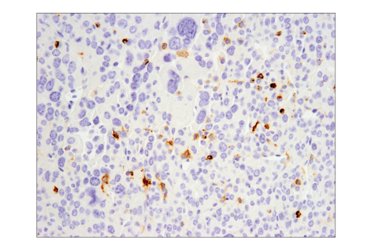 Immunohistochemistry Image 1: PD-L1 (D5V3B) Rabbit mAb (Mouse Specific; IHC Specific)