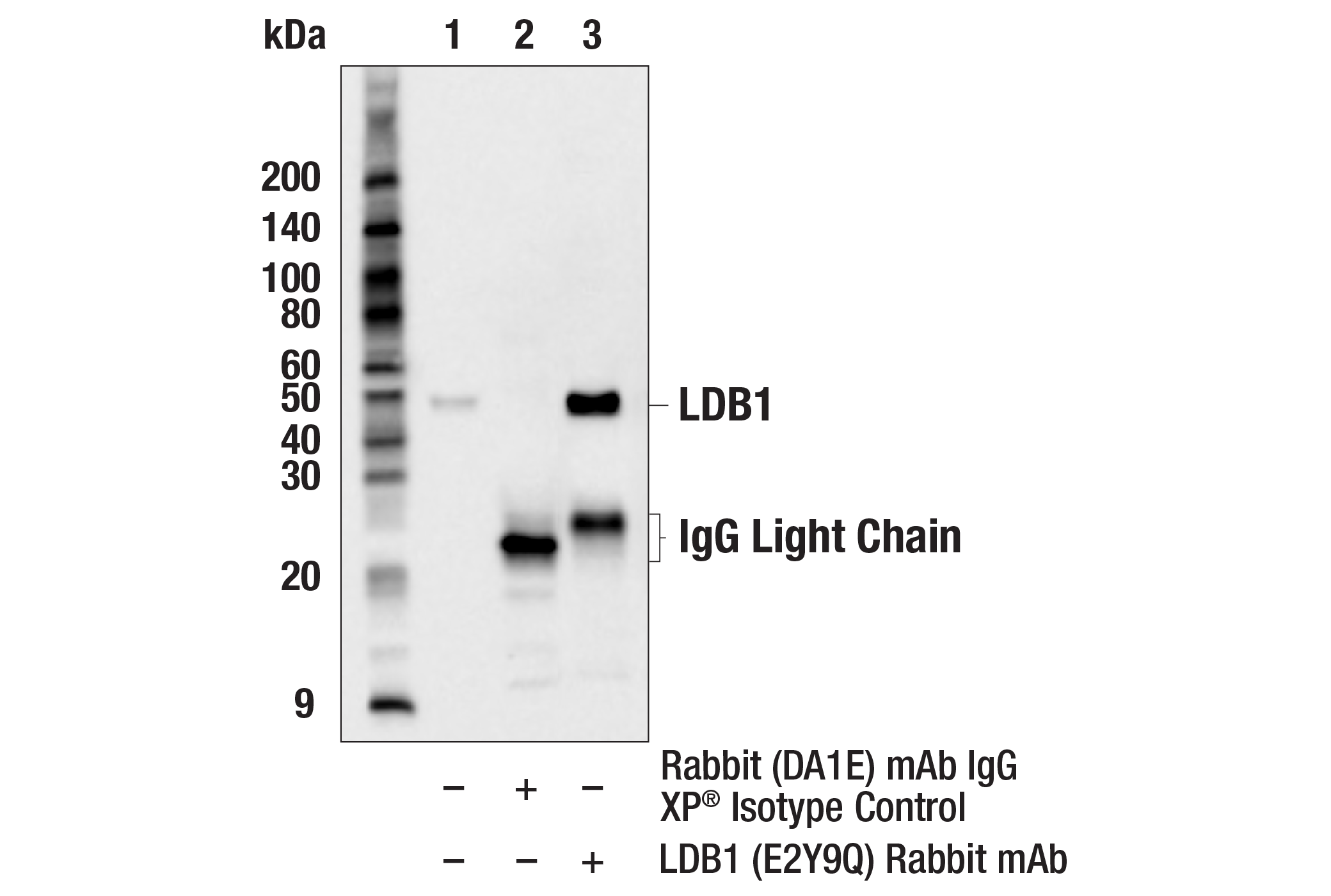 Immunoprecipitation Image 1: LDB1 (E2Y9Q) Rabbit mAb