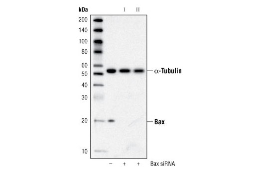  Image 1: SignalSilence® Bax siRNA II