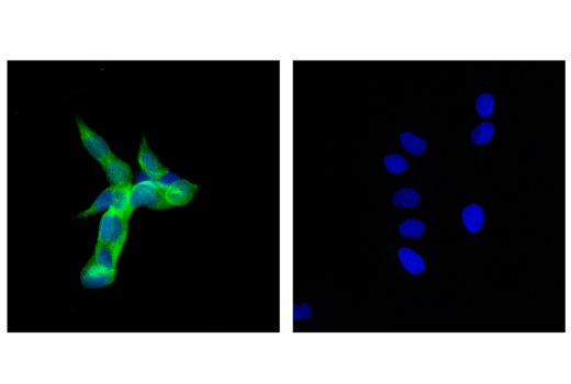 Immunofluorescence Image 2: Enolase-2 (E7D7I) Rabbit mAb