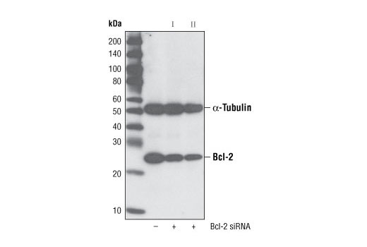  Image 1: SignalSilence® Bcl-2 siRNA II