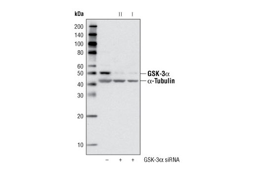  Image 1: SignalSilence® GSK-3α siRNA II