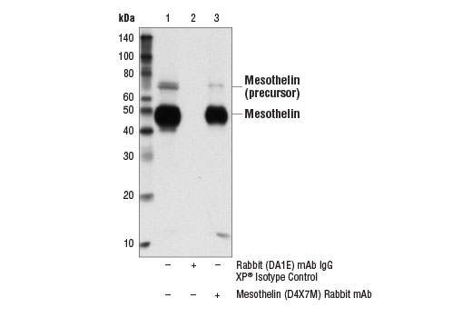 Immunoprecipitation Image 1: Mesothelin (D4X7M) Rabbit mAb
