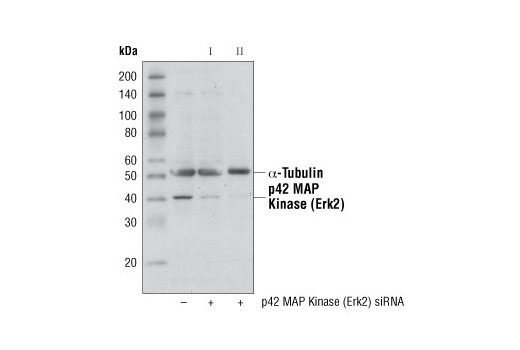  Image 1: SignalSilence® p42 MAP Kinase (Erk2) siRNA I