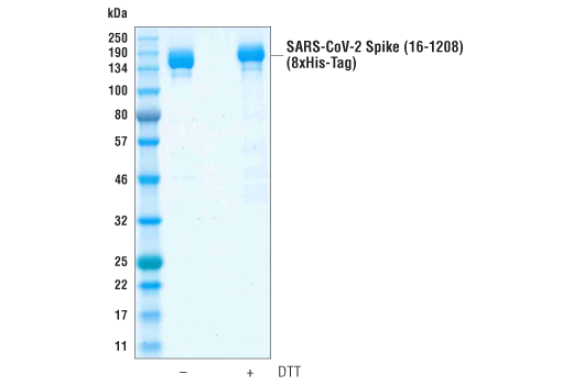  Image 1: SARS-CoV-2 Spike (trimeric) (16-1208) Recombinant Protein (8xHis-Tag)