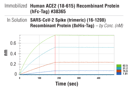  Image 2: SARS-CoV-2 Spike (trimeric) (16-1208) Recombinant Protein (8xHis-Tag)