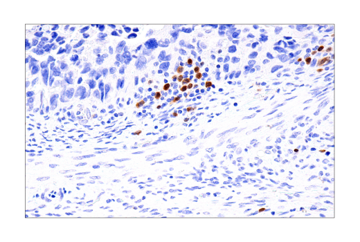 Immunohistochemistry Image 8: BOB-1/OBF-1 (E5K1D) Rabbit mAb (BSA and Azide Free)