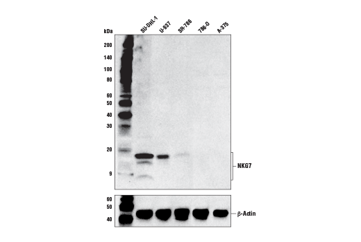 Western Blotting Image 1: NKG7 Antibody