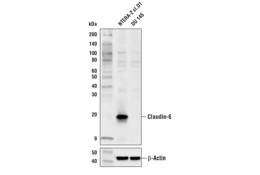 Western Blotting Image 1: Claudin-6 Antibody