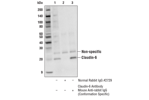 Immunoprecipitation Image 1: Claudin-6 Antibody