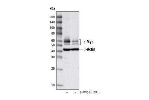  Image 1: SignalSilence® c-Myc siRNA II