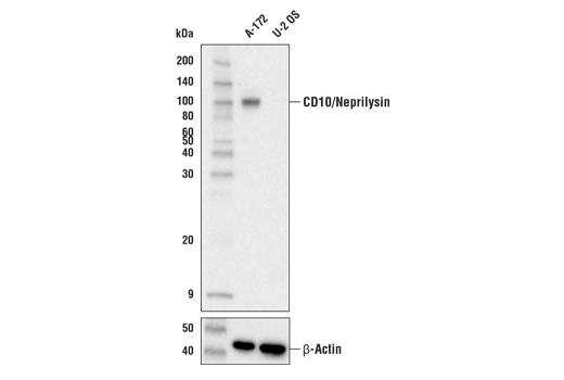 Western Blotting Image 1: CD10/Neprilysin (E5P7S) Rabbit mAb