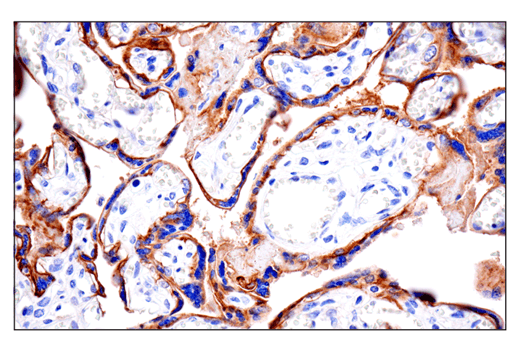 Immunohistochemistry Image 8: CD10/Neprilysin (E5P7S) Rabbit mAb