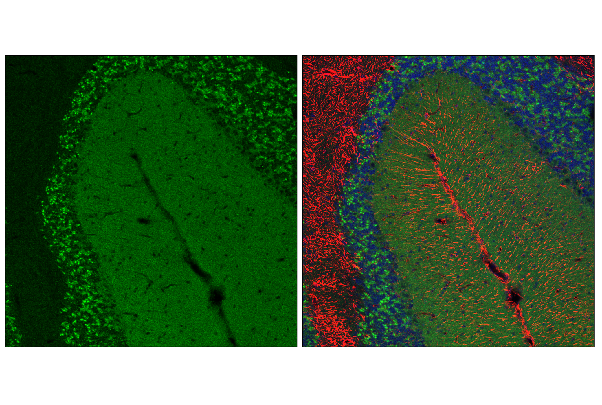 Immunofluorescence Image 1: TOM70 (E7E1M) Rabbit mAb