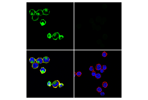 Immunofluorescence Image 1: GITR (D5V7P) Rabbit mAb (Alexa Fluor® 488 Conjugate)