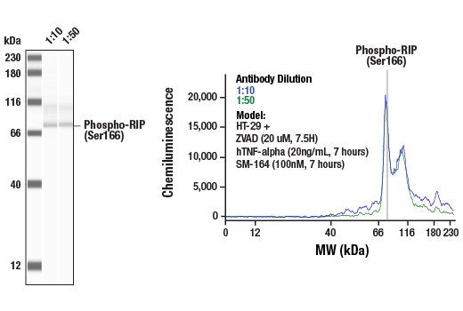  Image 1: PhosphoPlus® RIP (Ser166) Antibody Duet