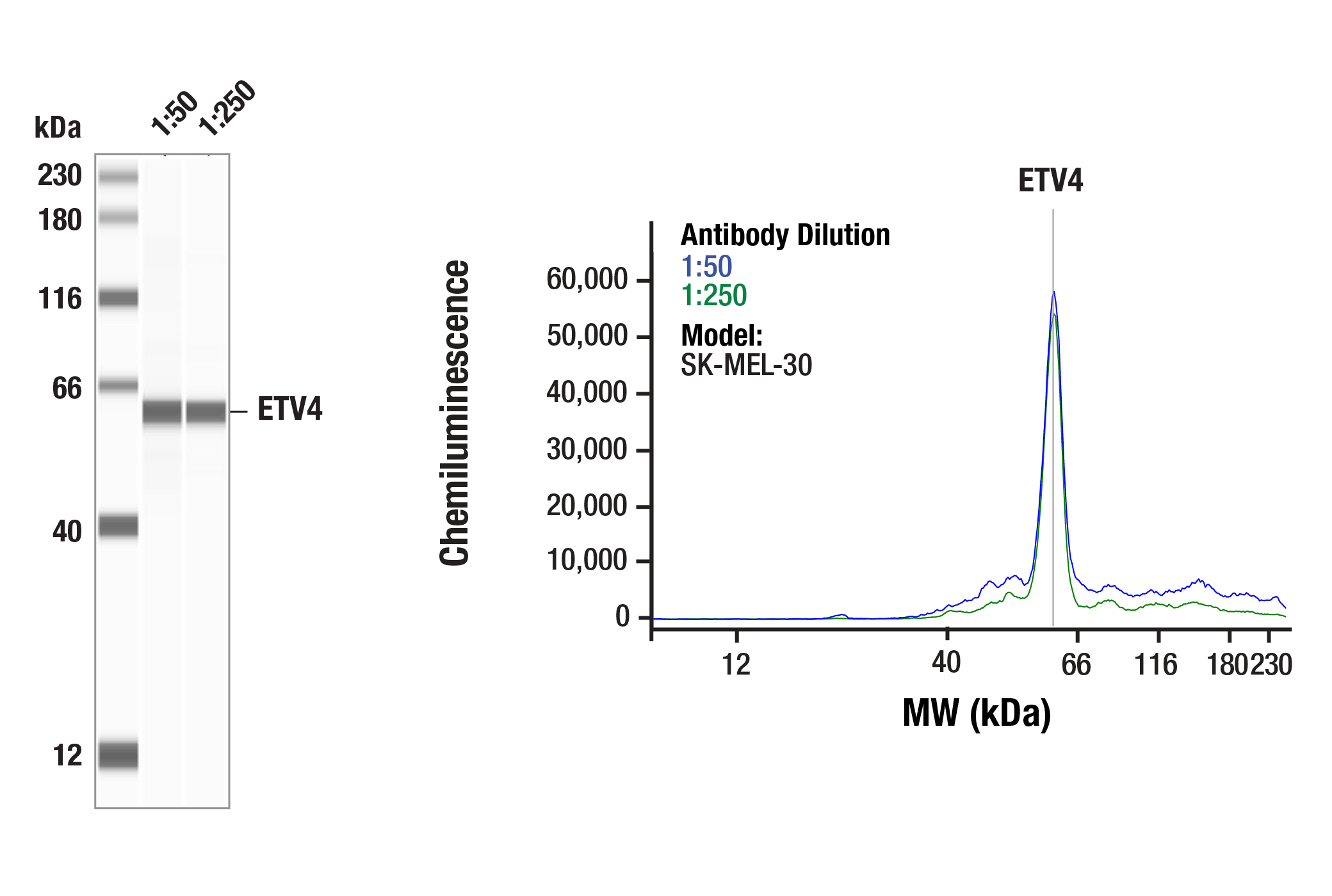 Western Blotting Image 4: ETV4 (E1W1G) Rabbit mAb
