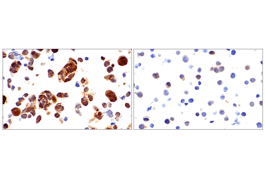 Immunohistochemistry Image 6: SOD1 (E4G1H) XP® Rabbit mAb (BSA and Azide Free)