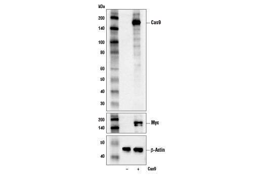  Image 3: Cas9 and Associated Proteins Antibody Sampler Kit