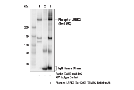 Immunoprecipitation Image 1: Phospho-LRRK2 (Ser1292) (E8M3A) Rabbit mAb