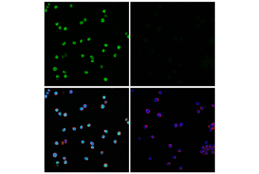Immunofluorescence Image 1: PAX5 (D7H5X) XP® Rabbit mAb (Alexa Fluor® 488 Conjugate)
