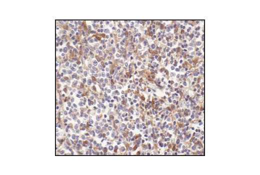 Immunohistochemistry Image 1: Stat1 (42H3) Rabbit mAb (BSA and Azide Free)